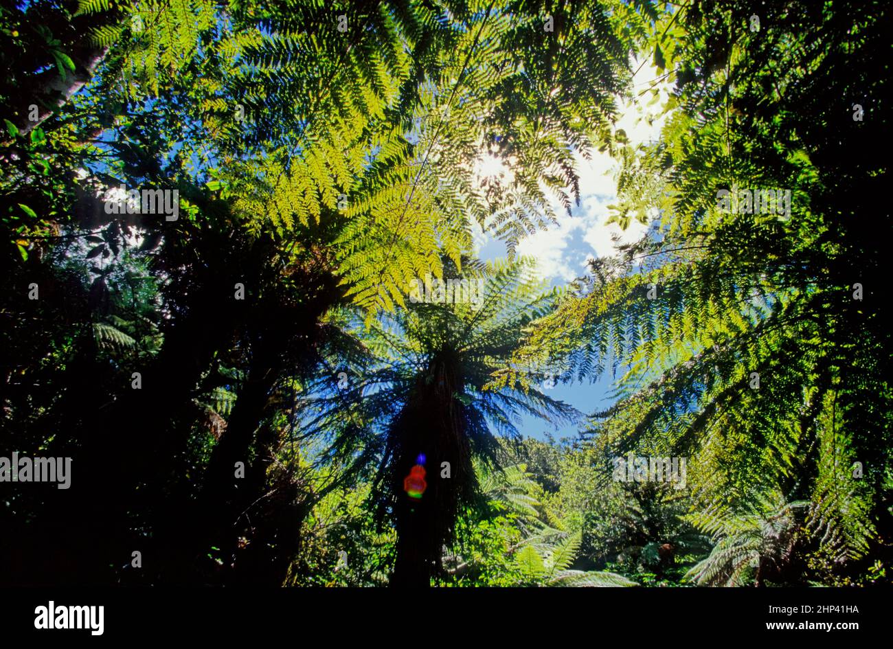 Sphaeropteris medullaris, synonym Cyathea medullaris,commonly known as mamaku or black tree fern, is a large tree fern up to 20 m tall. Stock Photo