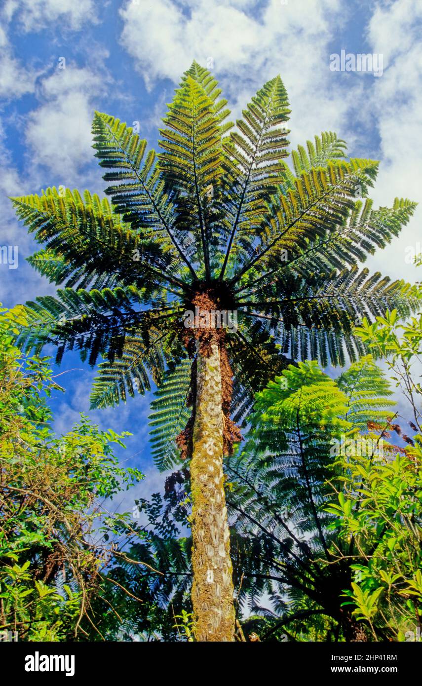 Sphaeropteris medullaris, synonym Cyathea medullaris,commonly known as mamaku or black tree fern, is a large tree fern up to 20 m tall. Stock Photo