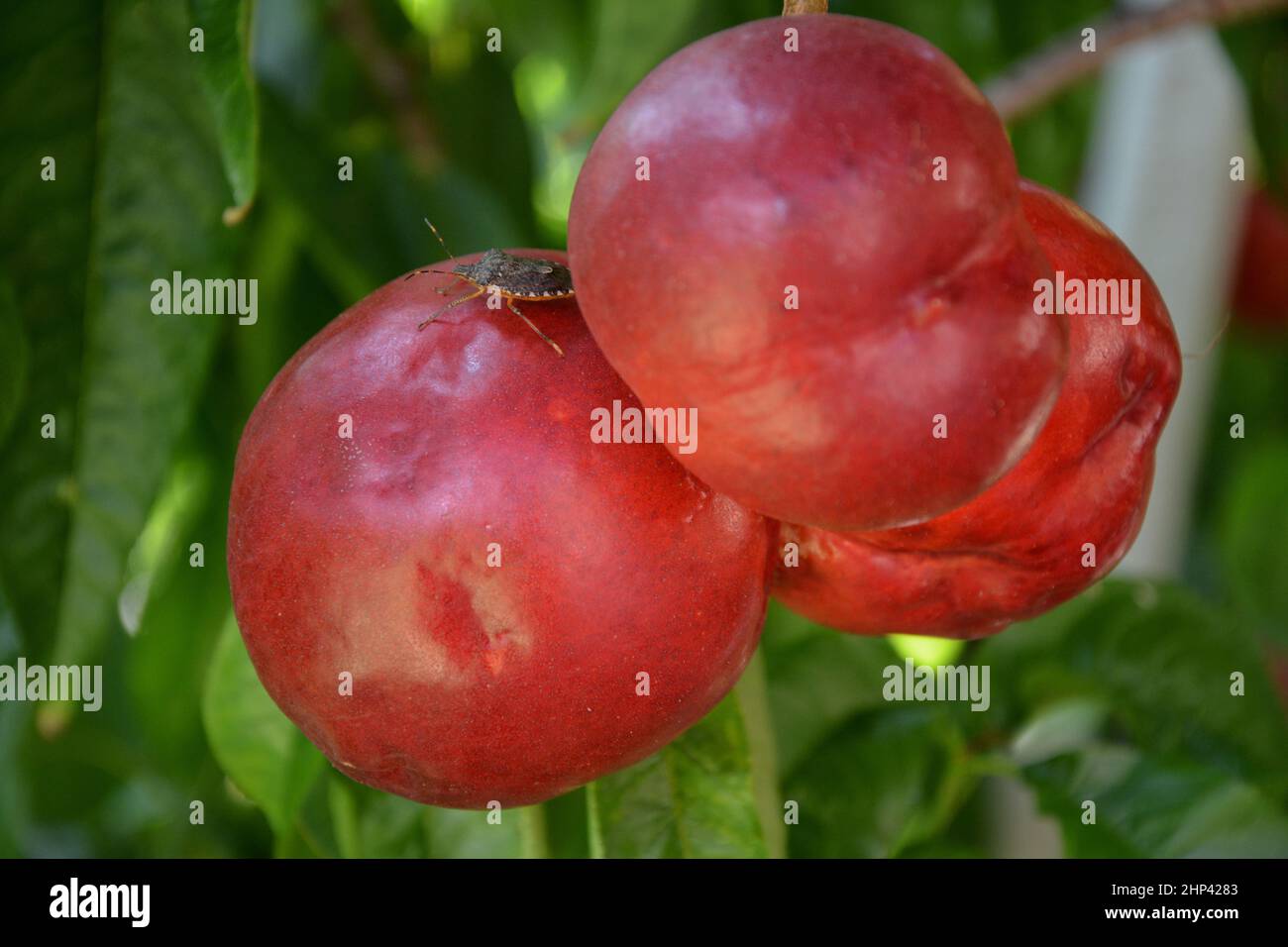 Marmorierte Baumwanze auf Pfirsiche***Marbled stink bug on peaches Stock Photo