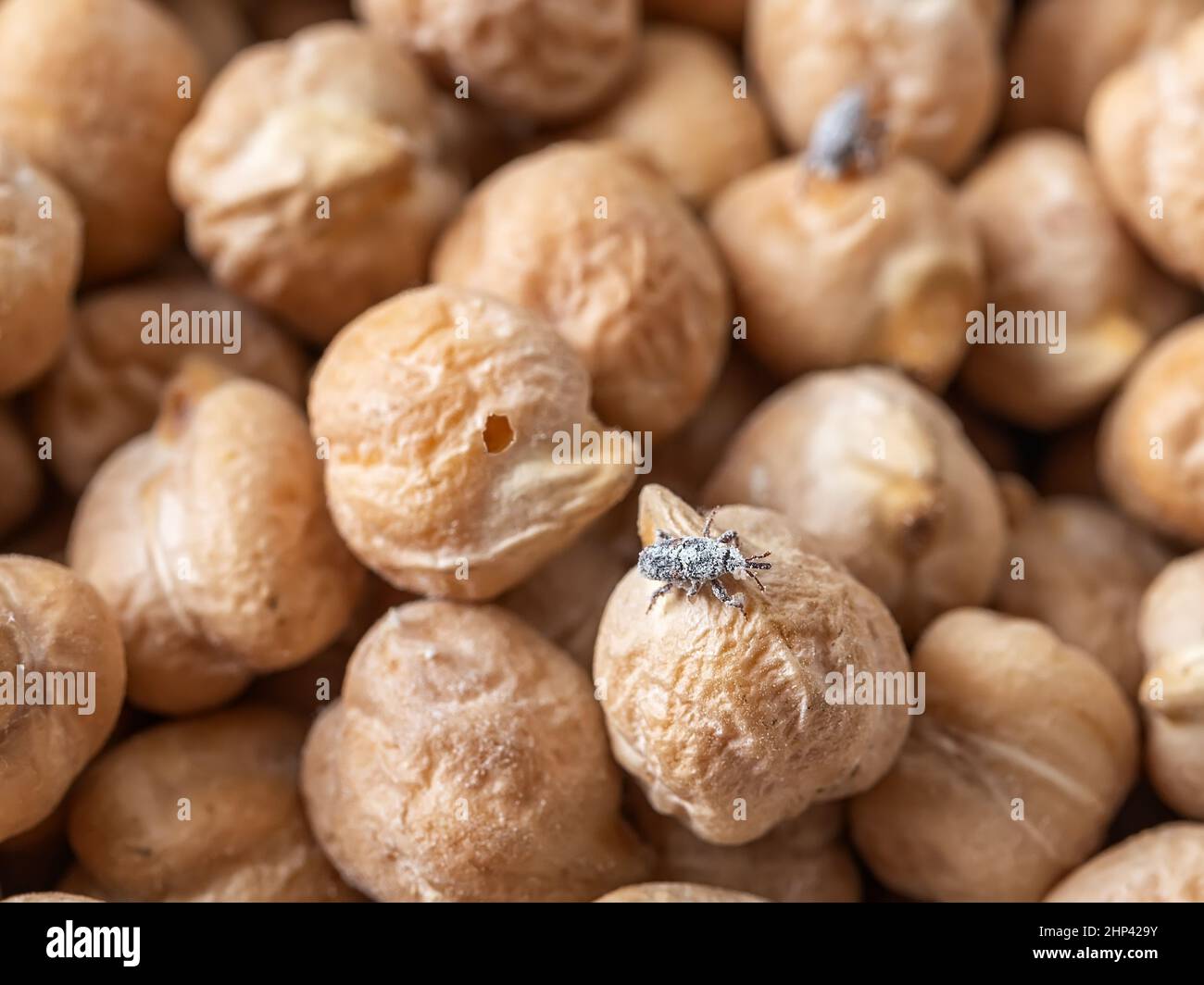 Grain weevil on chickpea beans macro. Wheat weevil Sitophilus granarius spread on raw chickpeas. Grain pest infested a stored legume. Food spoilage. Stock Photo