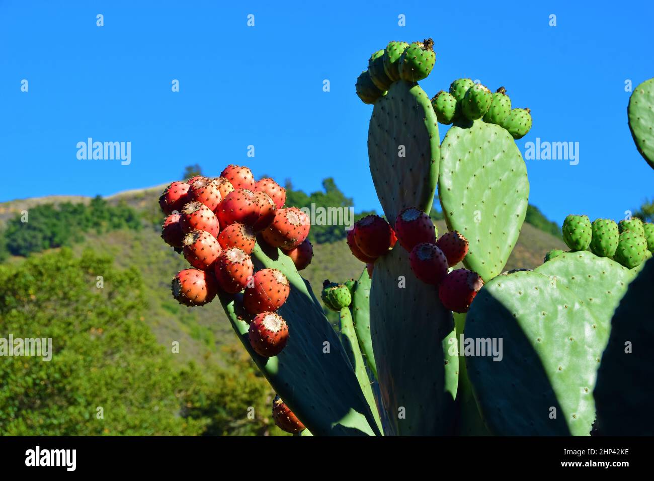 Cactus on the Big Sur Coast Stock Photo