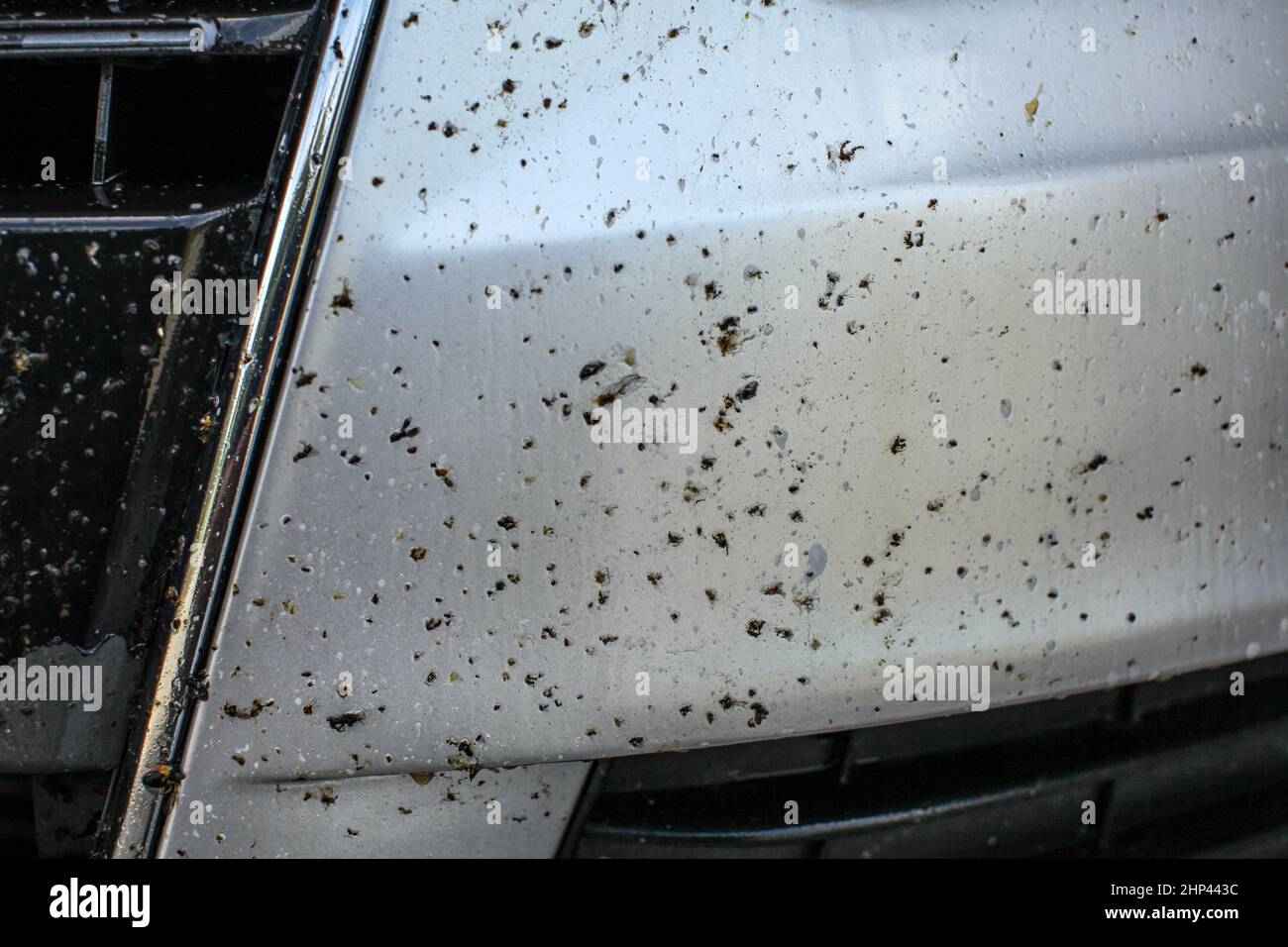 Dead bugs on car front bumper, covered with insect cleaning spray Stock