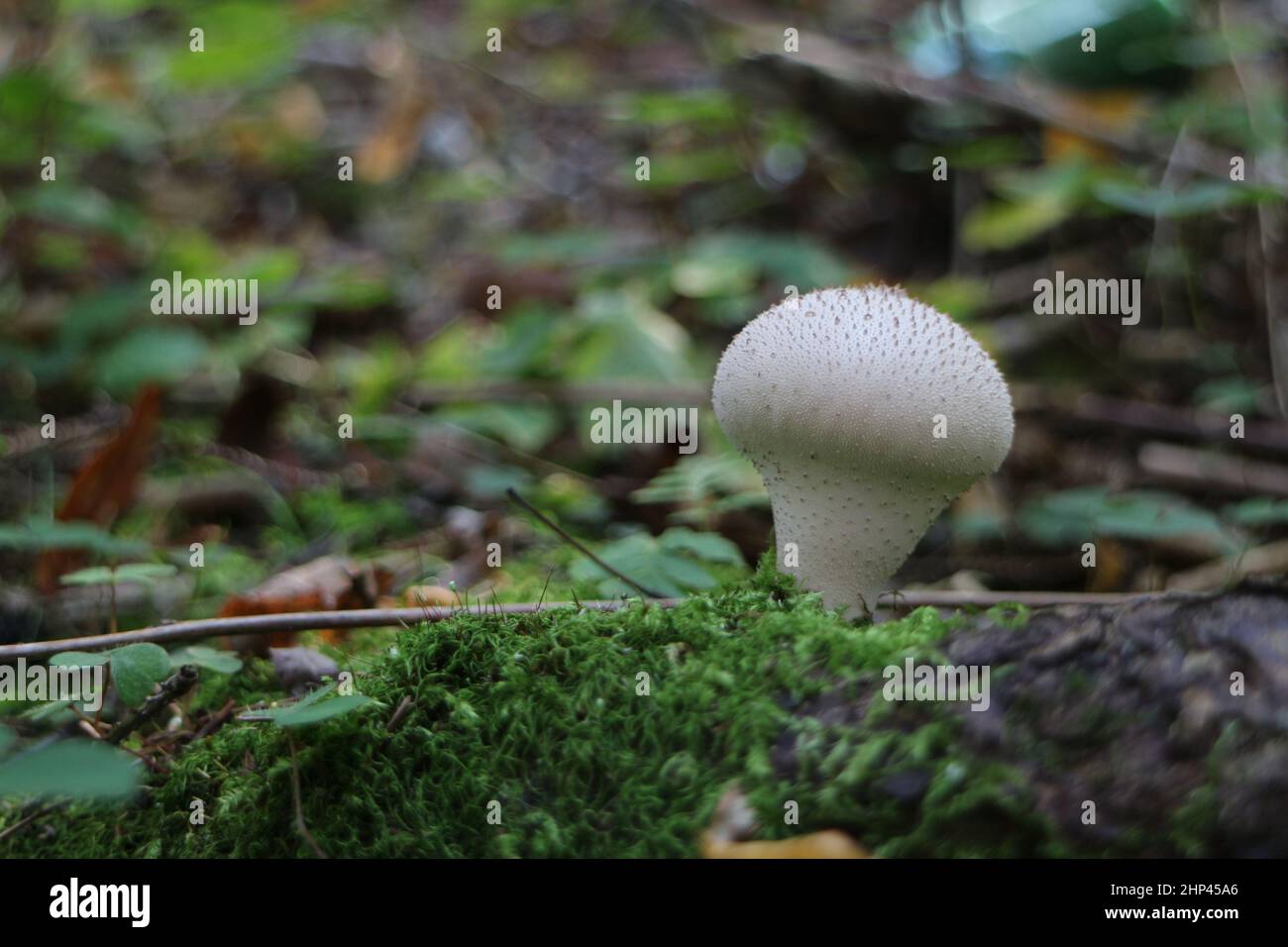 mushroom raincoat in nature close-up Stock Photo