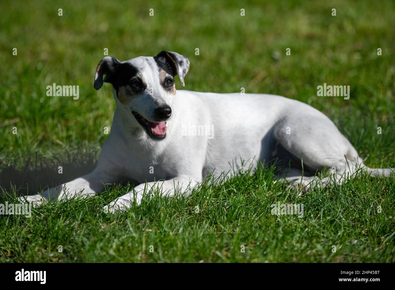 Oxygentle hot sale dog collar