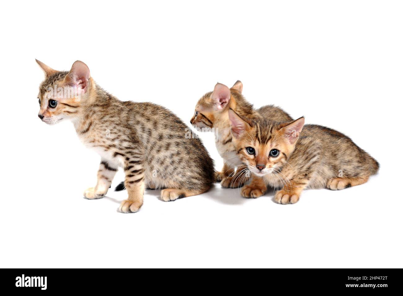 Three purebred kittens sit on a white background. High quality photo Stock Photo