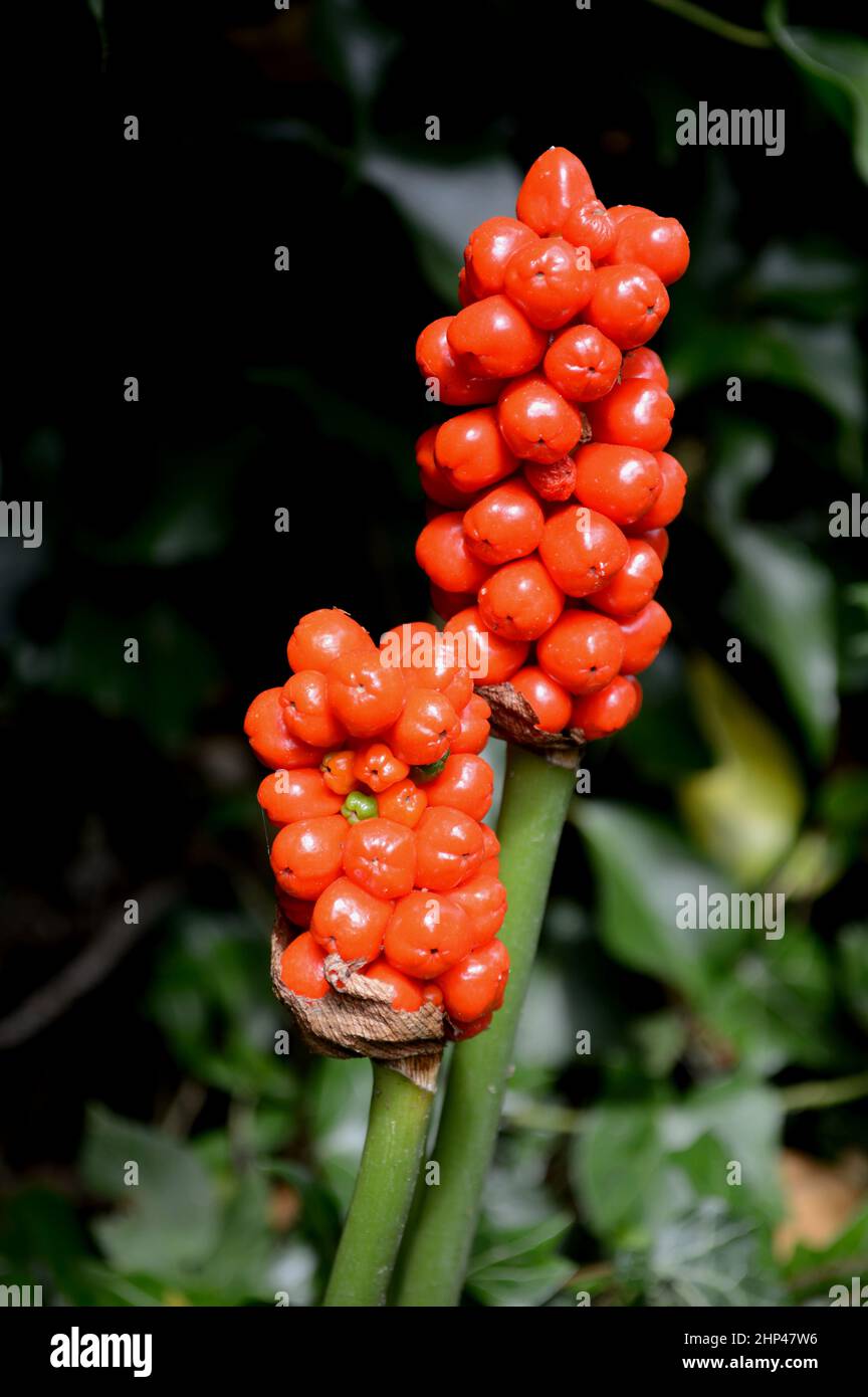 Lords and Ladies or Cuckoo Pint. Close up of red berries on storks. Stock Photo
