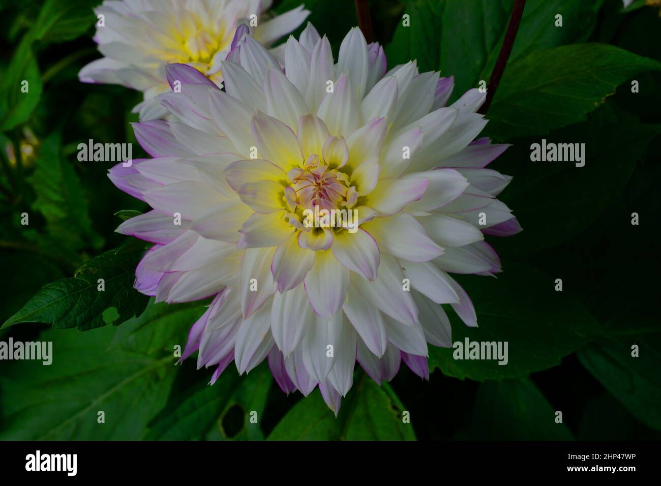 Dahlia decorative. name Crazy Love. Closeup of large flower with white petals fringed with purple tips and yellow the centre toward centre. Stock Photo