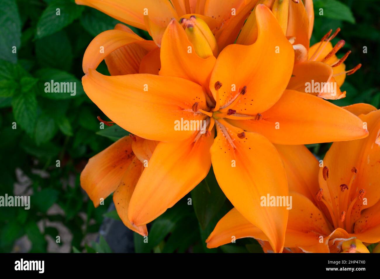 Lilium or Asiatic Lily. Close up of orange flower with pointed petals. Stock Photo