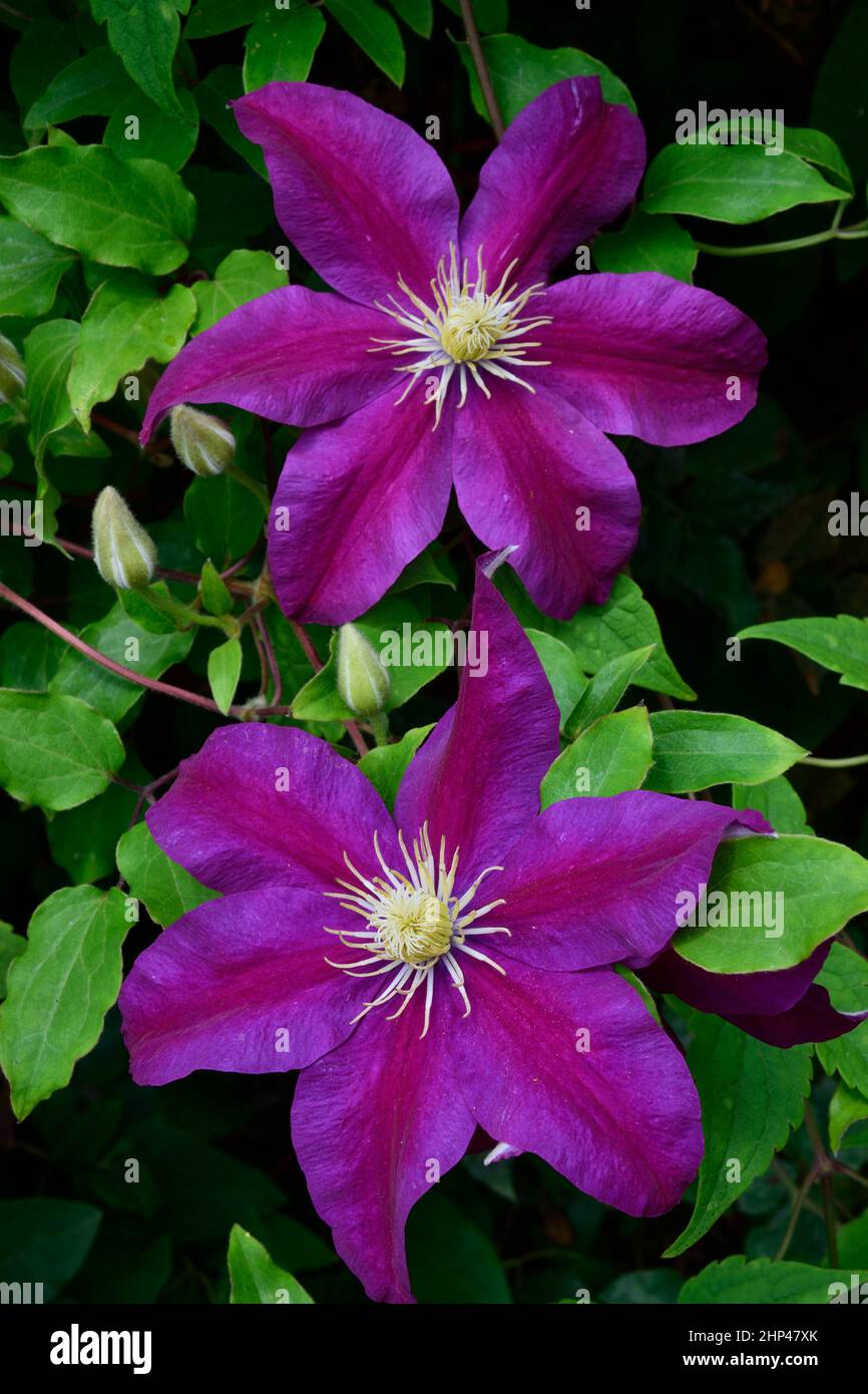 Clematis. name the President. Close up of two early large purple flowers. Stock Photo