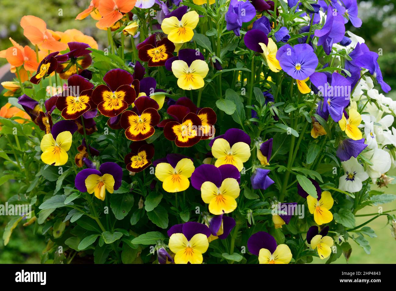 Viola mixture colourful small flowers growing together in a bunch. Stock Photo