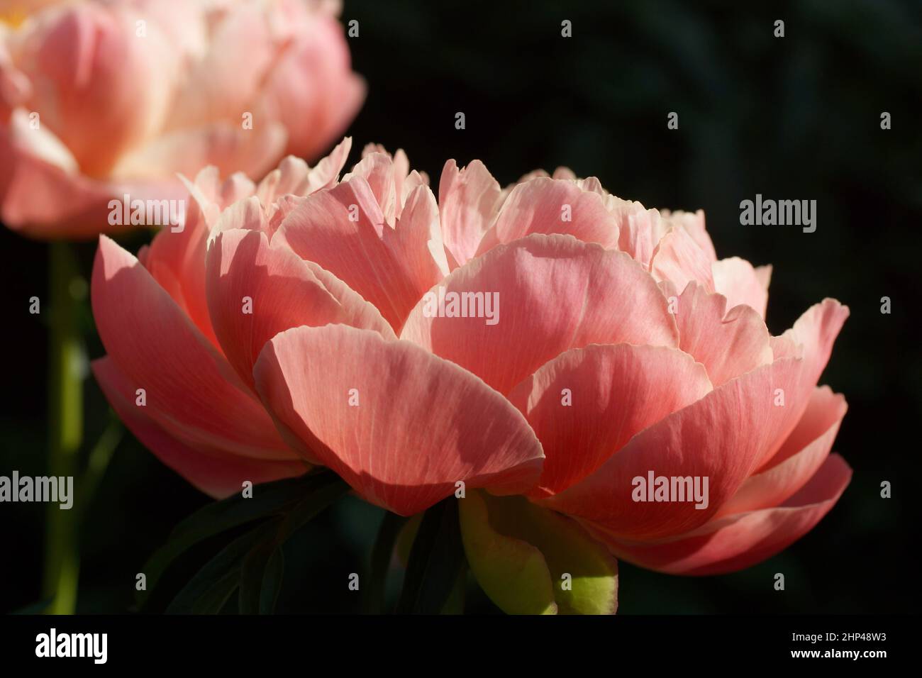 Peony Coral Charm.  Semi-double pink peony flower, Herbaceous Hybrid Stock Photo