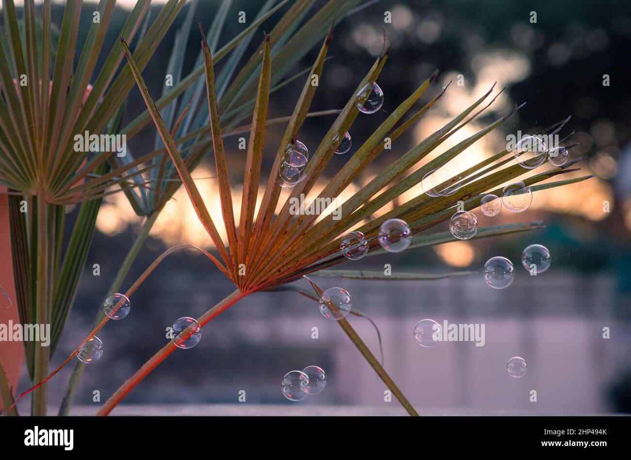 Soap bubble Stock Photo