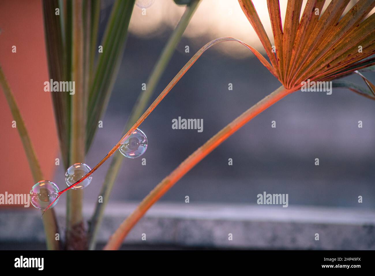 Soap bubble Stock Photo