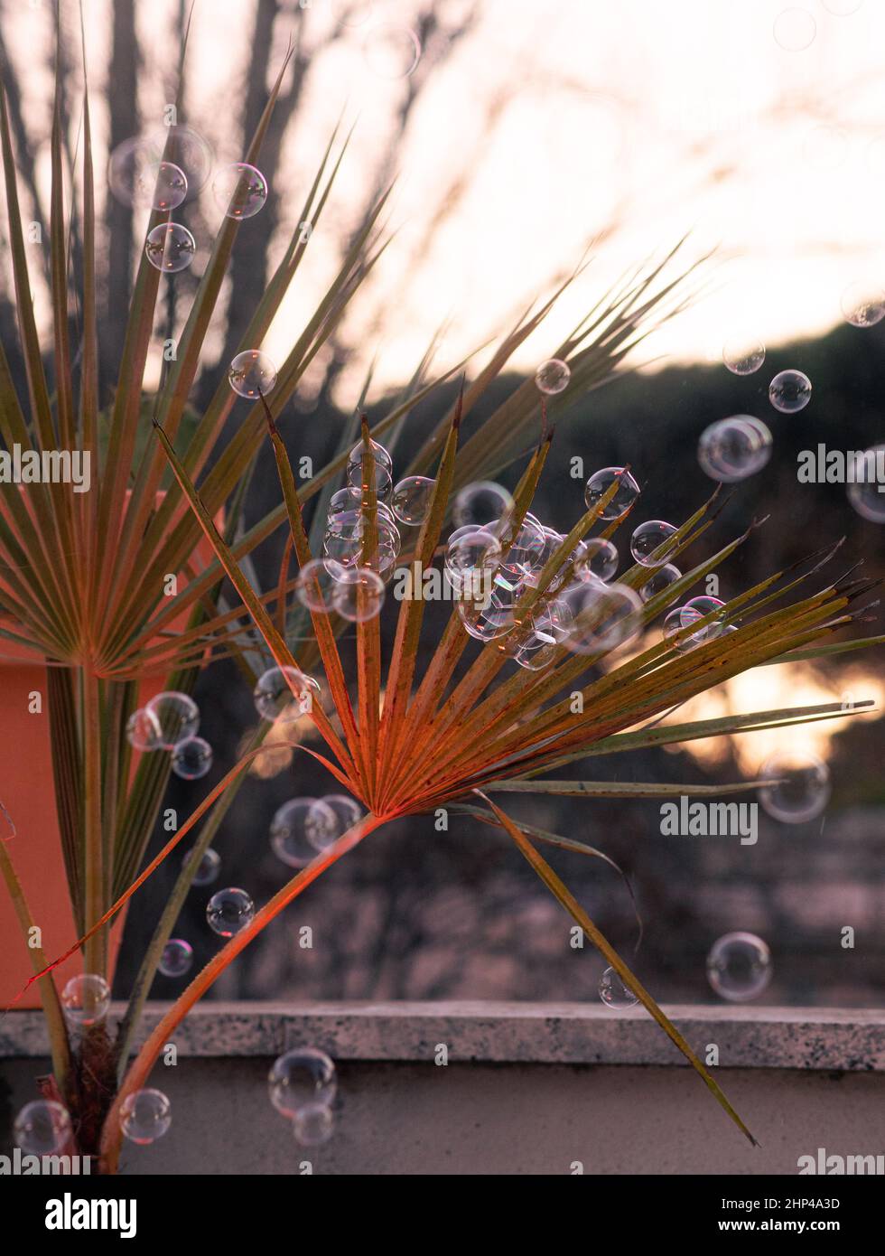 Soap bubble Stock Photo