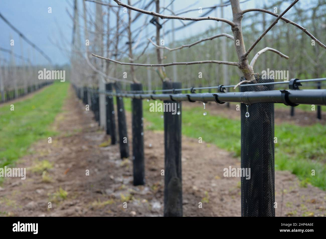 Tropfbewässerung in einer Apfelneuanlage in Südtirol***Drip irrigation in a new apple plant in South Tyrol Stock Photo
