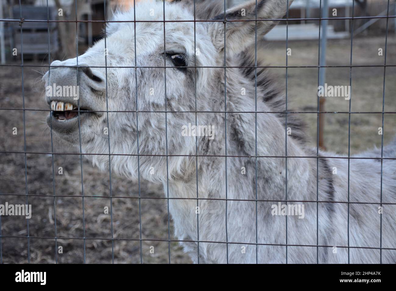 Esel, freilaufend in sehr großem Gehege***Donkey running free in a very large enclosure Stock Photo