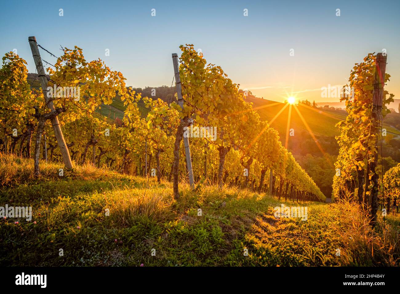 Sunrise with sunbeams in german vineyard landscaape in autumn scenery Stock Photo