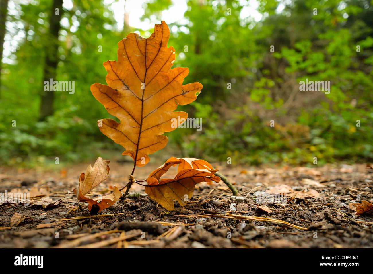 Close up oak leaf hi-res stock photography and images - Alamy