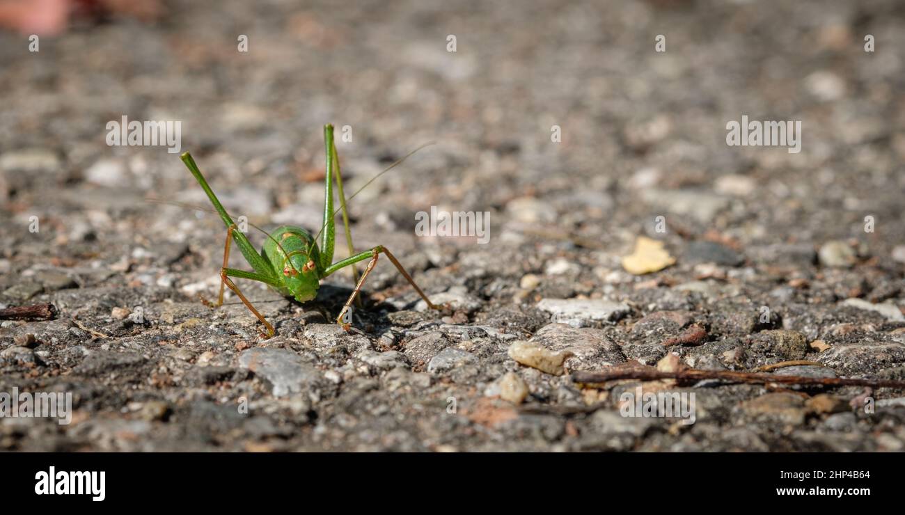 Green grashopper insect close-up Stock Photo