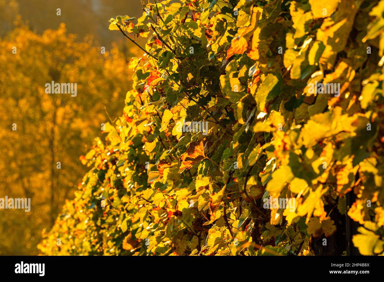 Yellow vine leaves in a vineyard close-up scene Stock Photo
