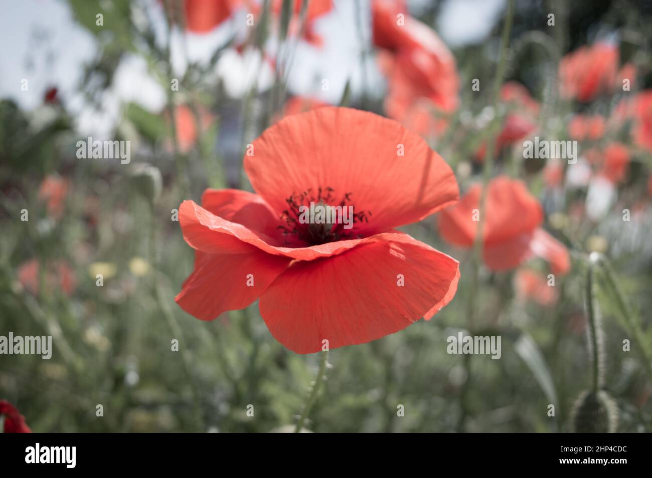 Beautiful red common poppy flowers, Papaver rhoeas, in the field, artistic floral wallpaper Stock Photo