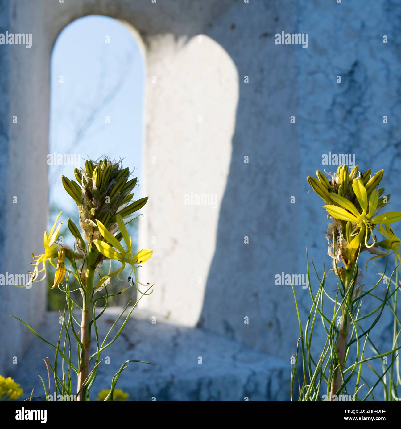 King's spear plant, yellow asphodel, Asphodeline lutea, with yellow flowers, in Croatia, Europe Stock Photo