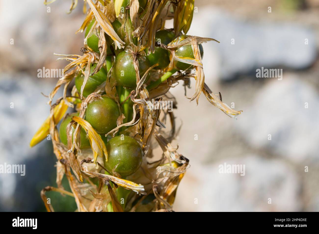 King's spear plant, yellow asphodel, Asphodeline lutea, with yellow flowers, in Croatia, Europe Stock Photo