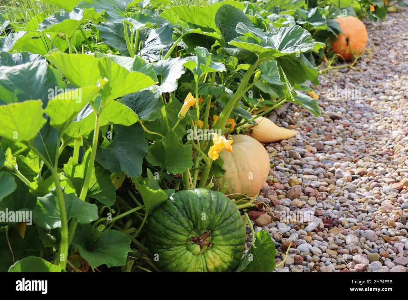 Big pumpkins growing on bed in garden, harvest organic vegetables ...