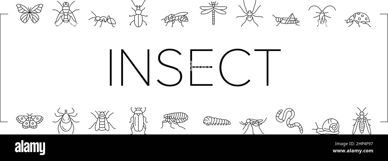 Insect, Spider And Bug Wildlife Icons Set Vector Stock Vector Image ...
