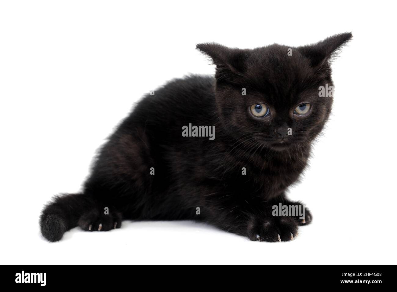 fluffy purebred black kitten with claws outstretched lies on an isolated background. High quality photo Stock Photo