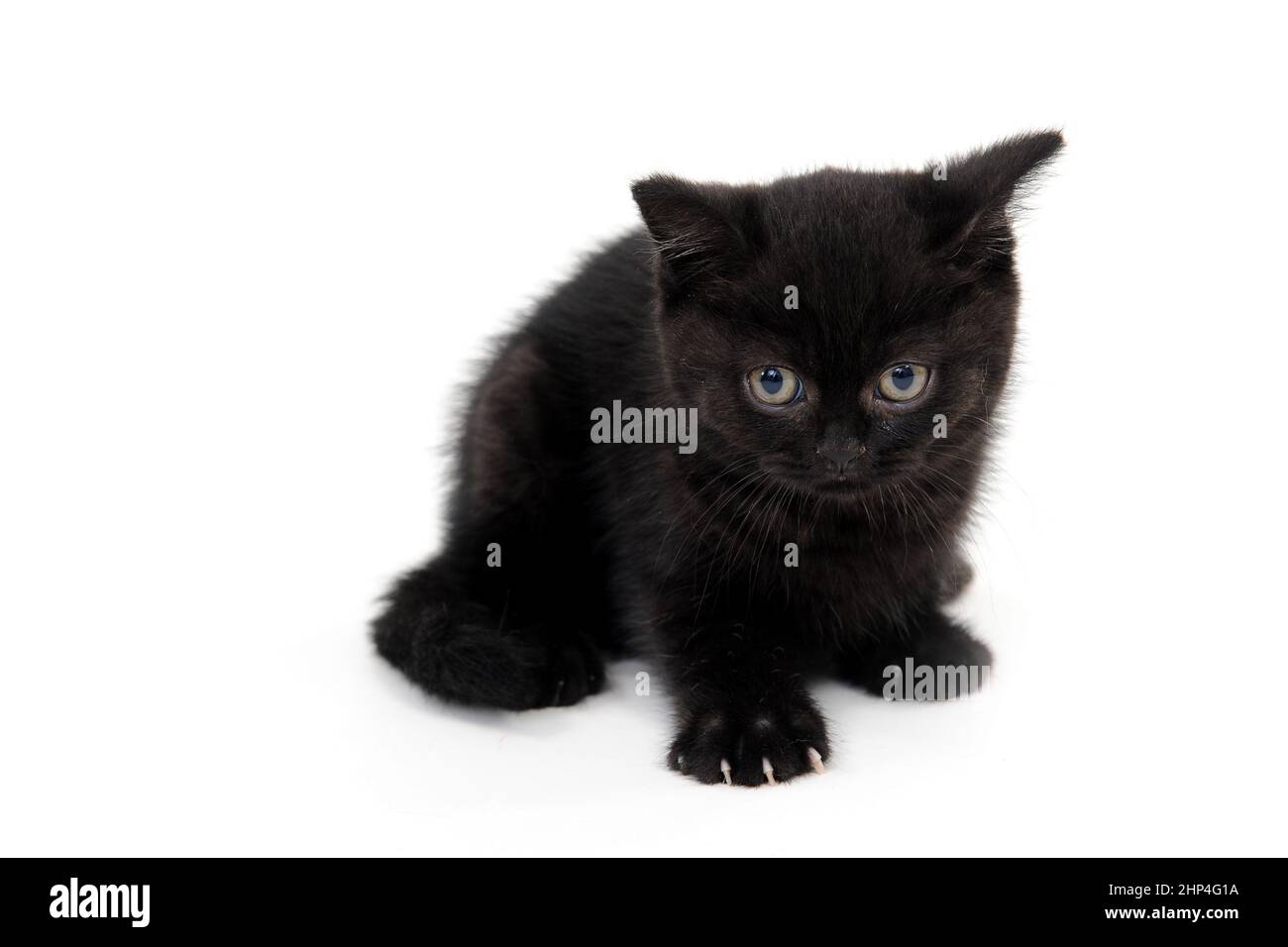fluffy purebred black kitten with claws outstretched lies on an isolated background. High quality photo Stock Photo