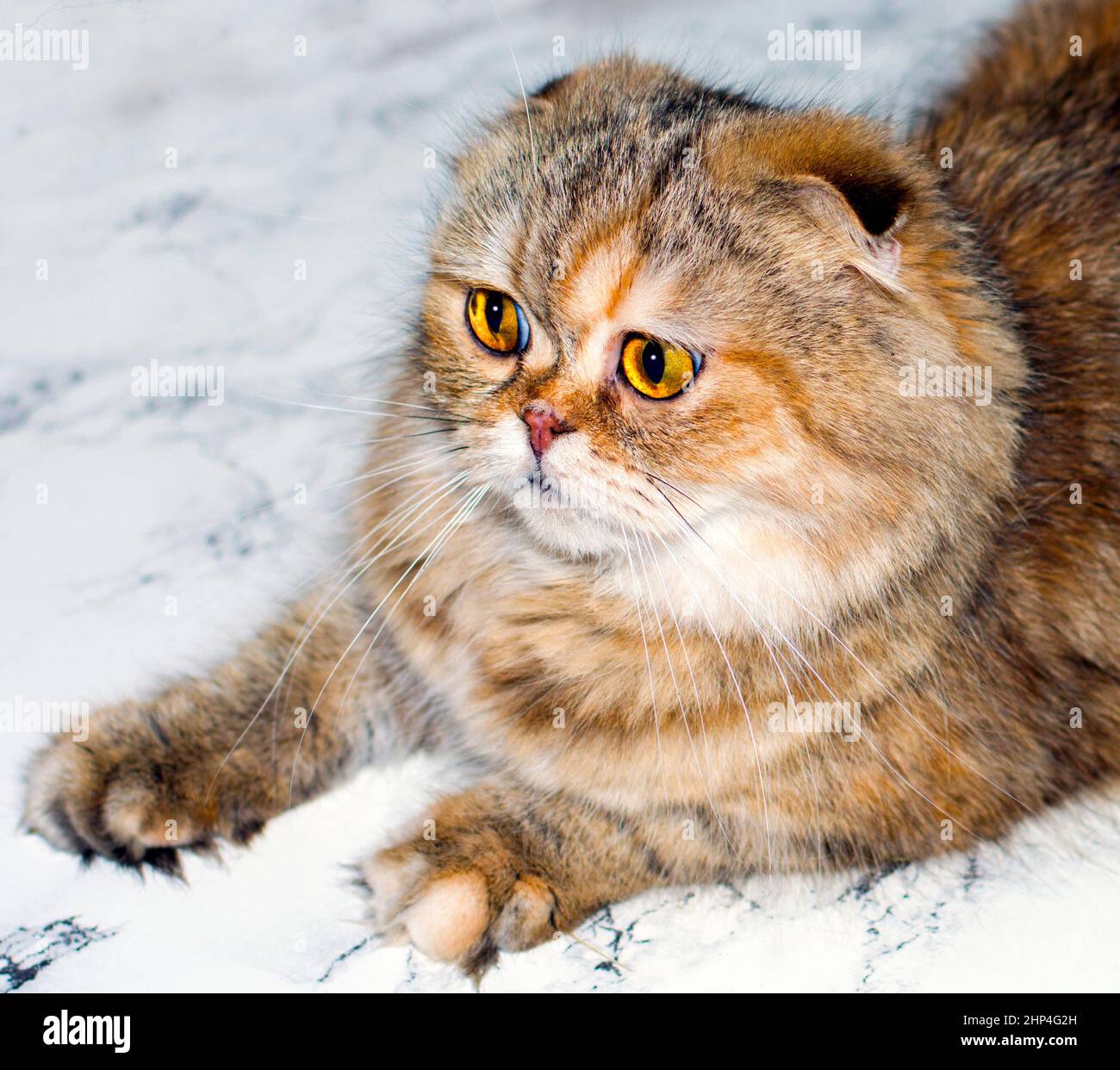 portrait of a fluffy golden chinchilla cat on a marble background, the  theme of cats, kittens and cats in the house, pets their photos and their  lives Stock Photo - Alamy