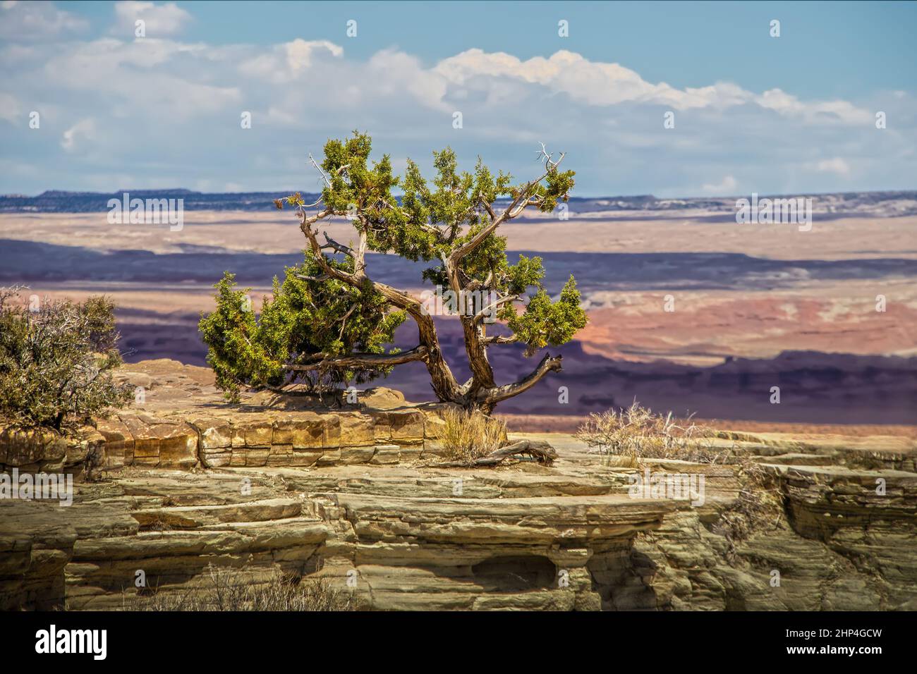 Gnarled cedar tree growing in arid rock cliff overlooking distant canyonlands stretching to horizon in Utah USA - selective focus Stock Photo