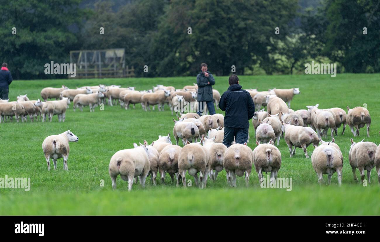 Shepherd inspecting a field full of rams. Cheshire, UK Stock Photo - Alamy