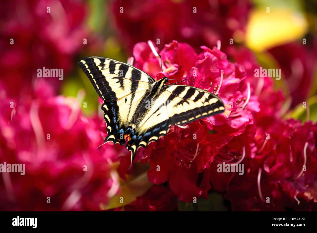 A two tailed butterfly, papilio multicaudata, on bright pink