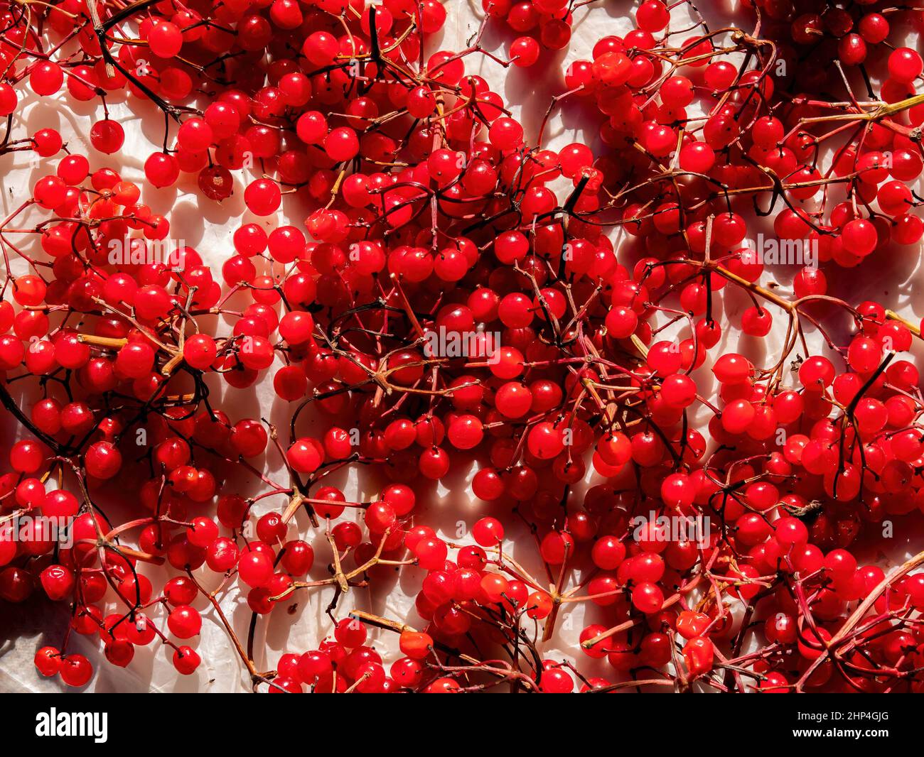 Harvest of medicinal berries of red viburnum. Herbal treatment. Herbal ...