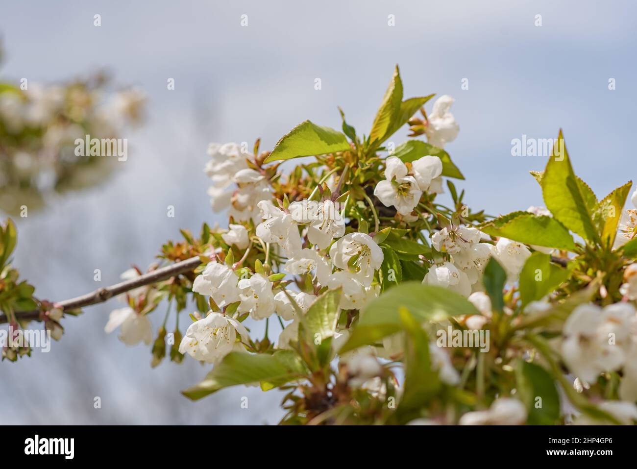 Cherry flowers branch, spring blossom, flowering period Stock Photo Alamy