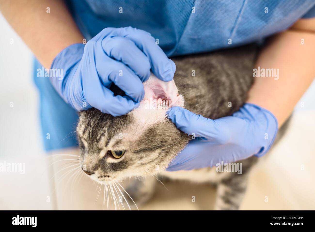 A veterinarian doctor is examining the ear infection of a grey cat