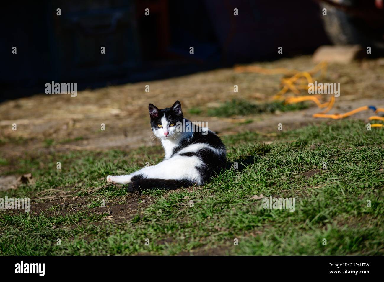 A black and white cat lies relaxed in the grass Stock Photo - Alamy