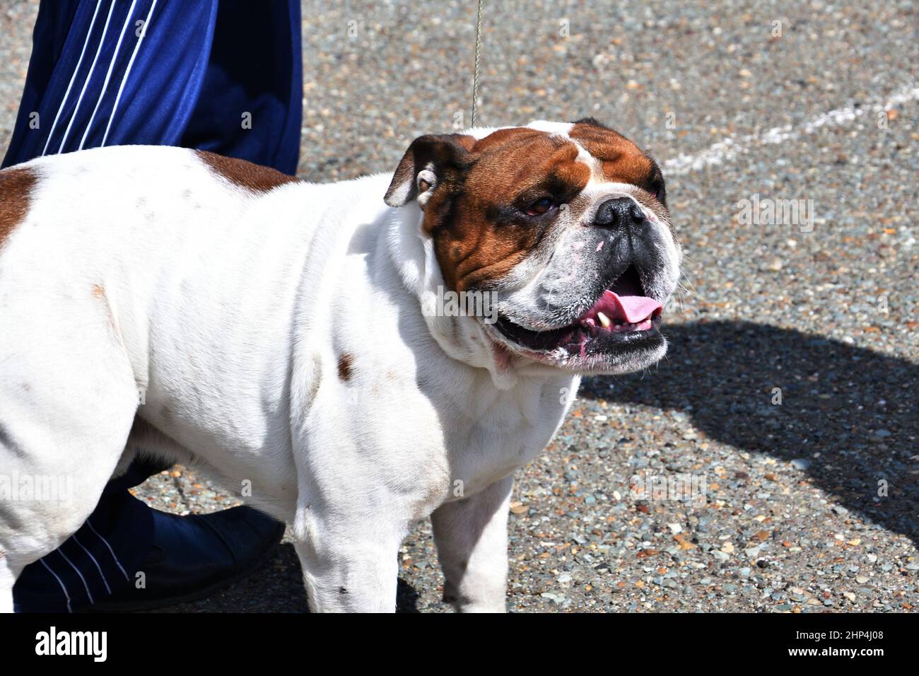 A dog of the English Bulldog breed (bull dog) on a walk on a summer day