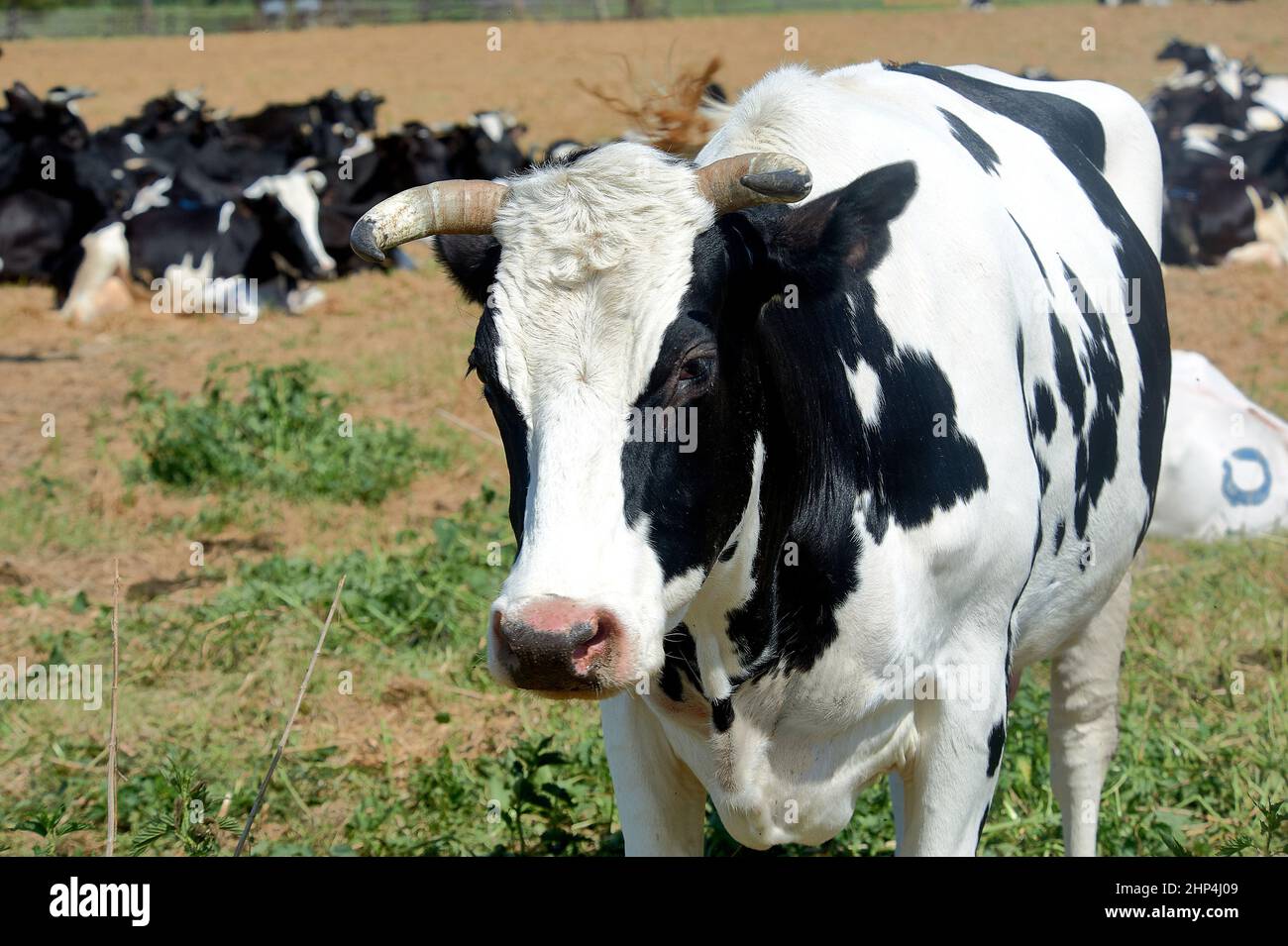 Black cows in meadow high hi-res stock photography and images - Alamy