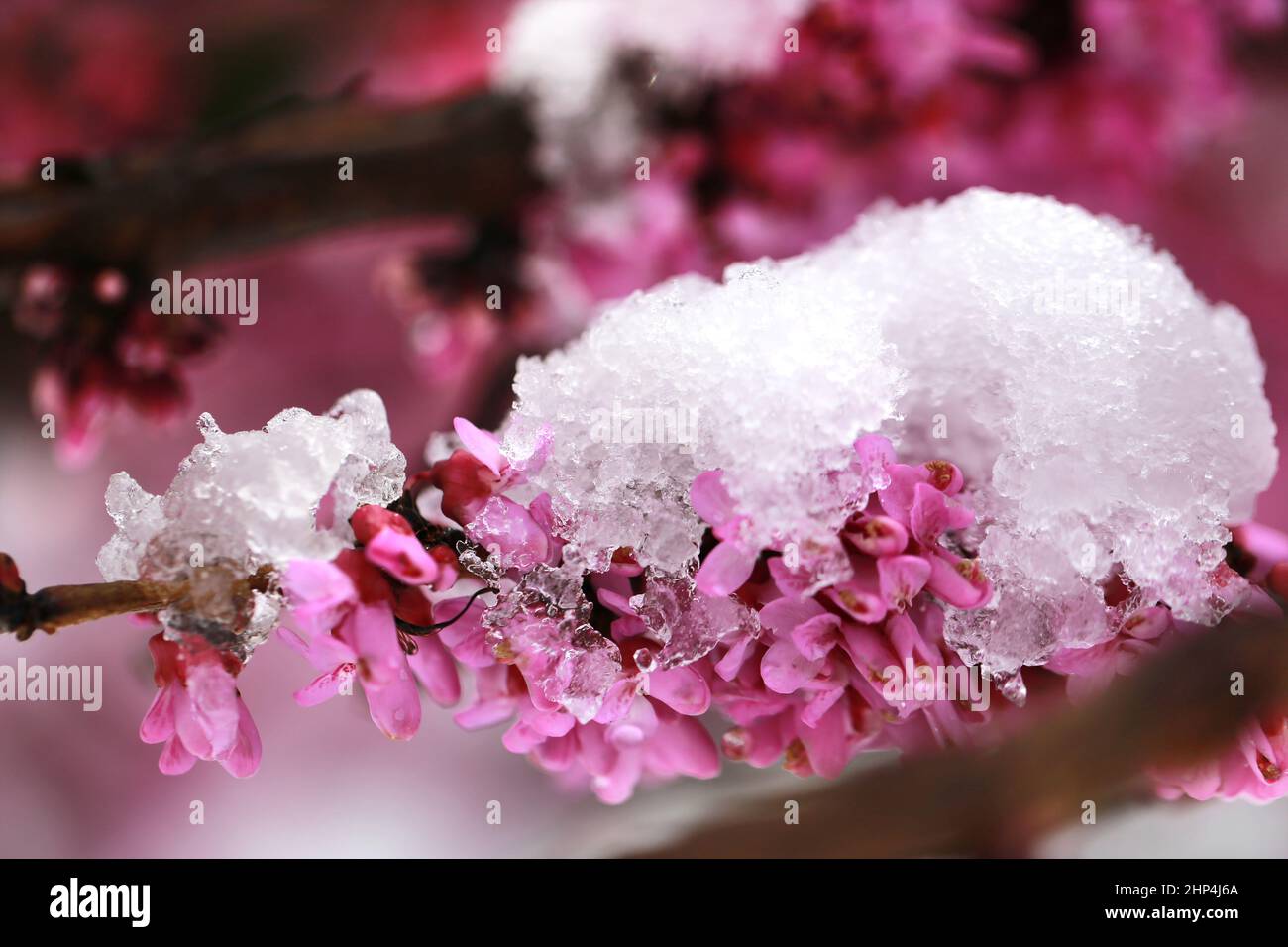 Redbud winter hi-res stock photography and images - Alamy