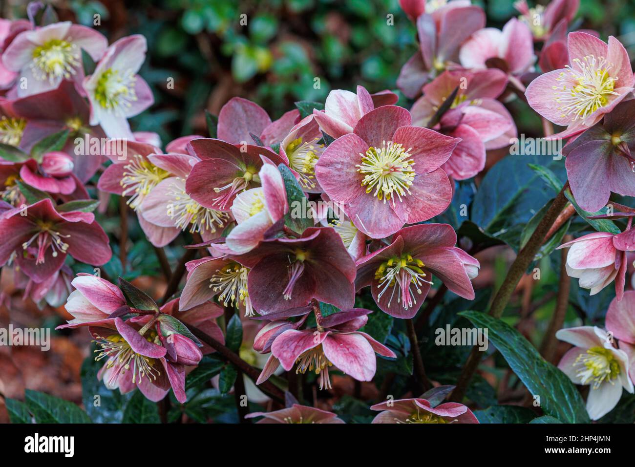 Hellebores from the helleborous gold collection in the photographers garden Stock Photo