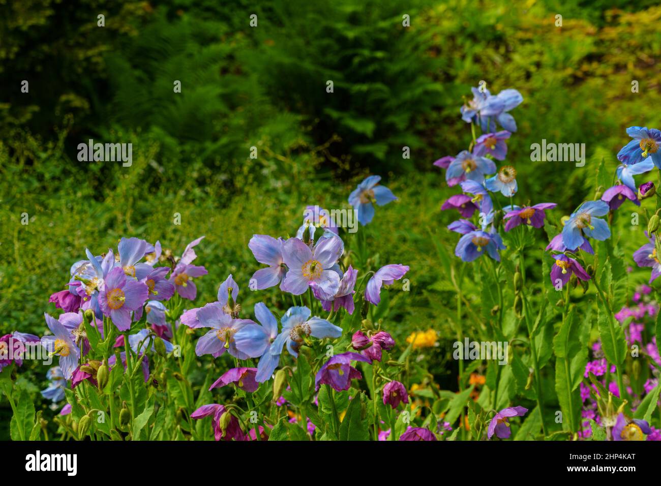 Clusters of beautiful Himalayan poppies in azure and violet against a lush green background. Stock Photo