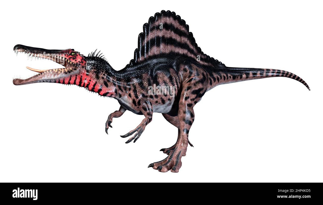 3D rendering of a dinosaur Spinosaurus isolated on white background ...