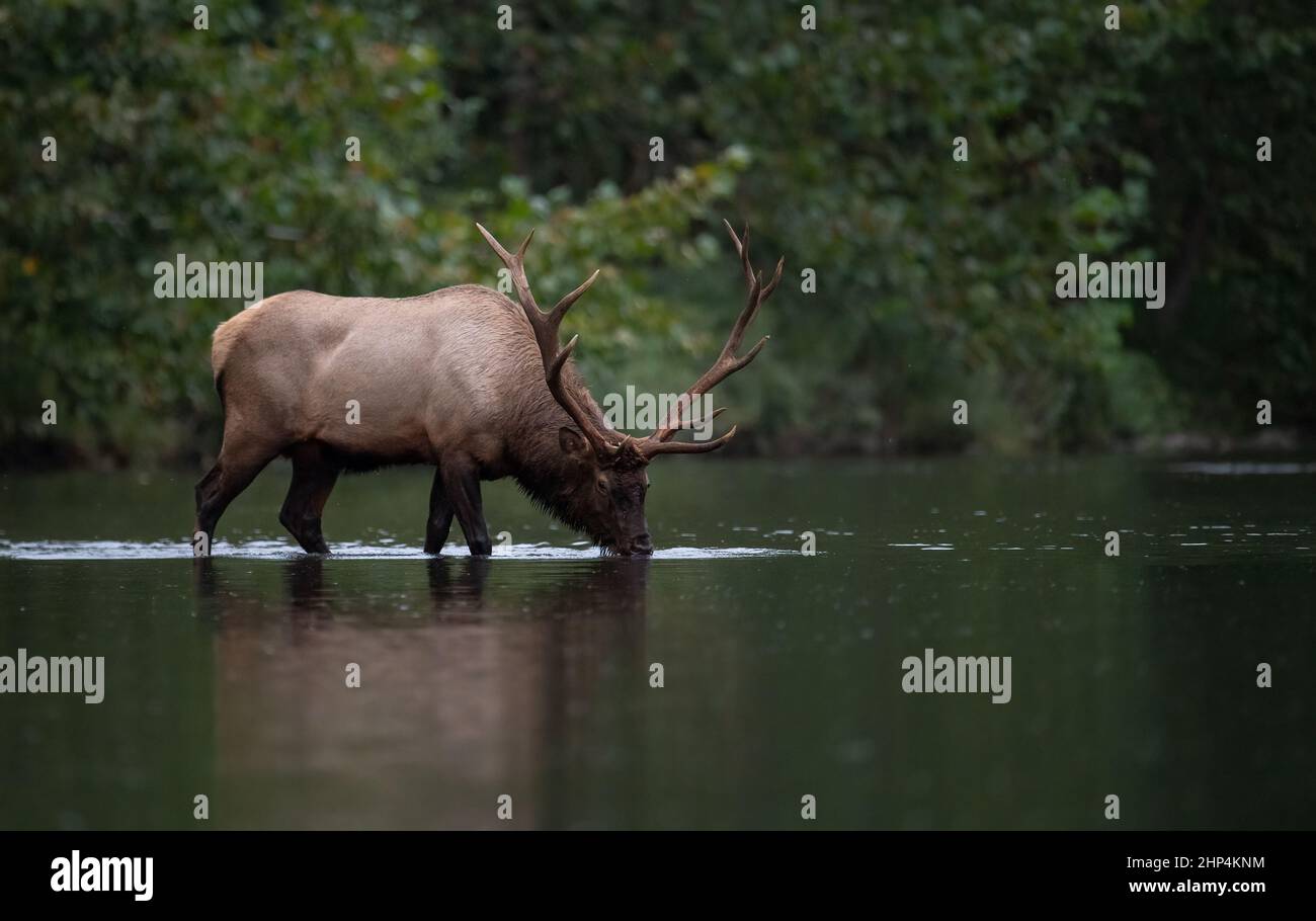 Bull Elk during the rut Stock Photo Alamy