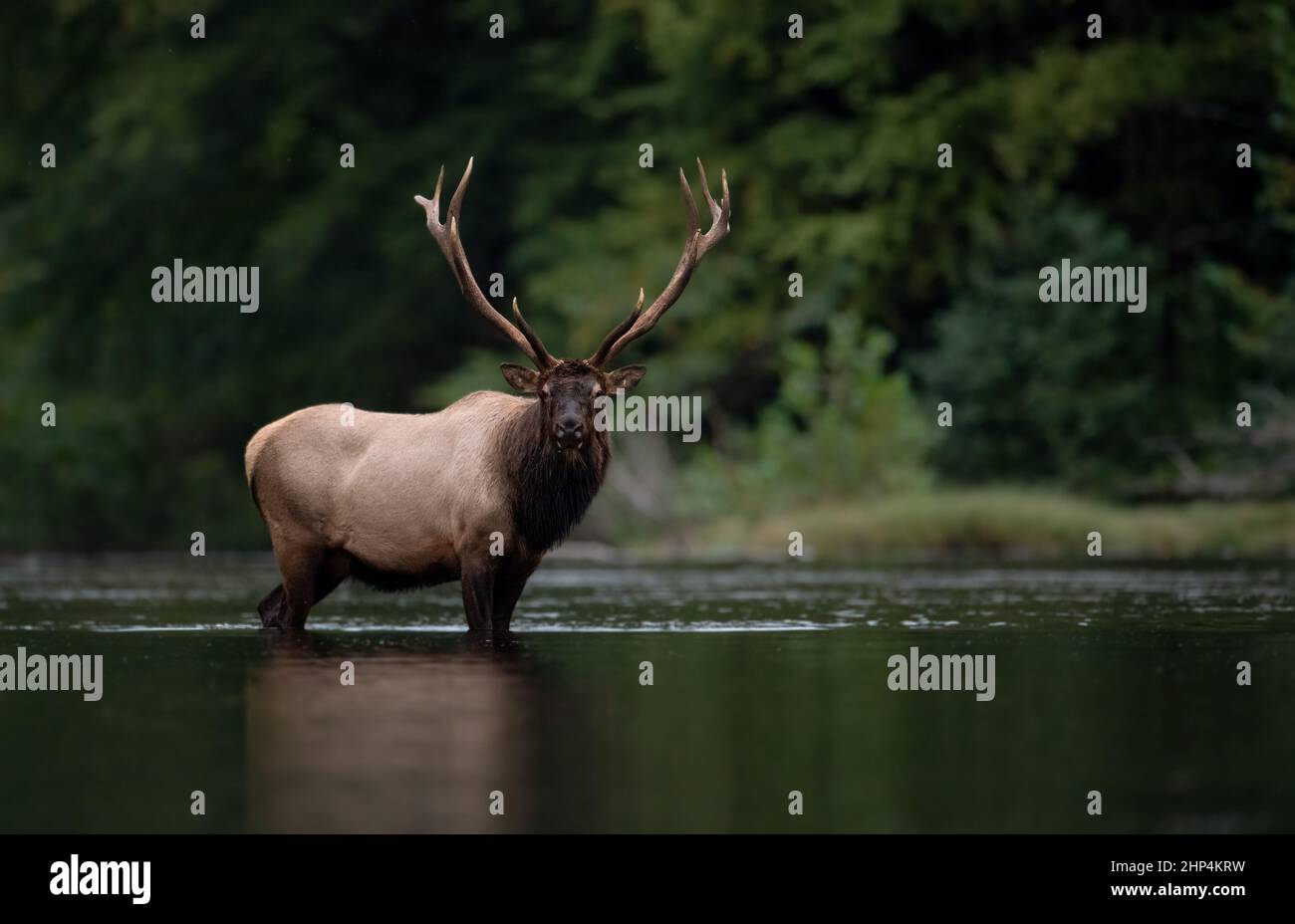Bull Elk during the rut Stock Photo Alamy