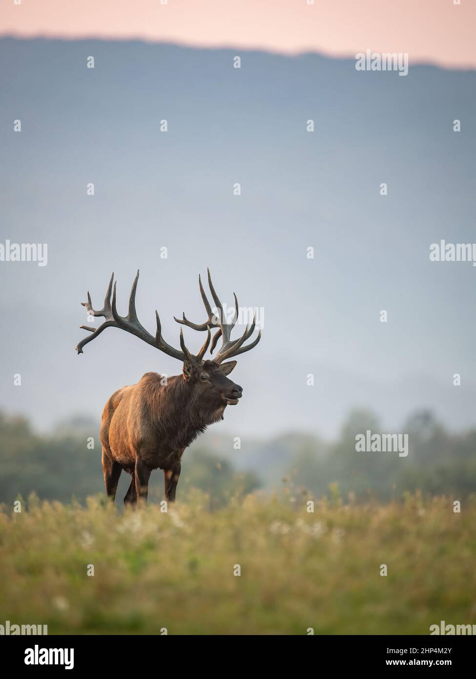 Bull Elk during the rut Stock Photo Alamy