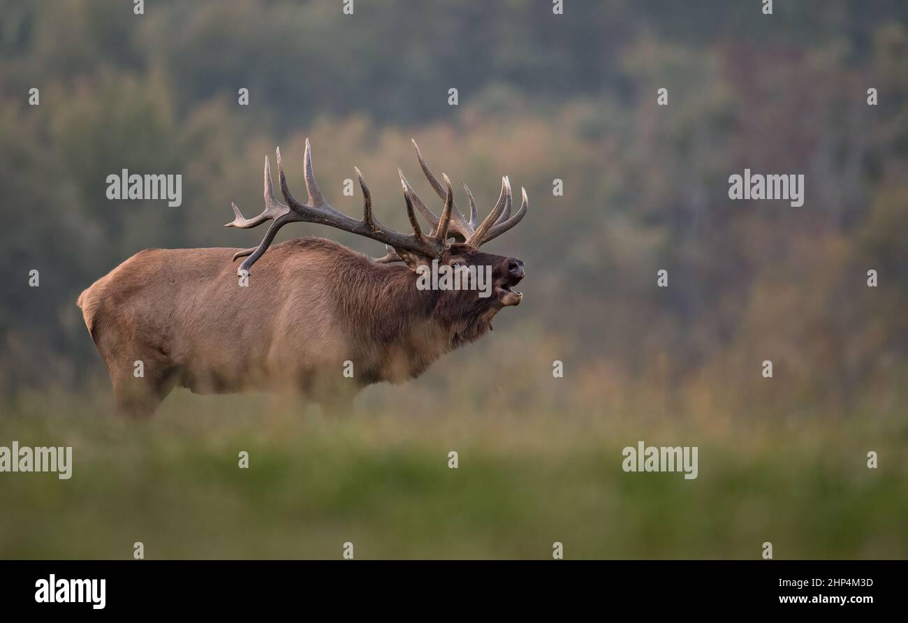 Bull Elk during the rut Stock Photo Alamy