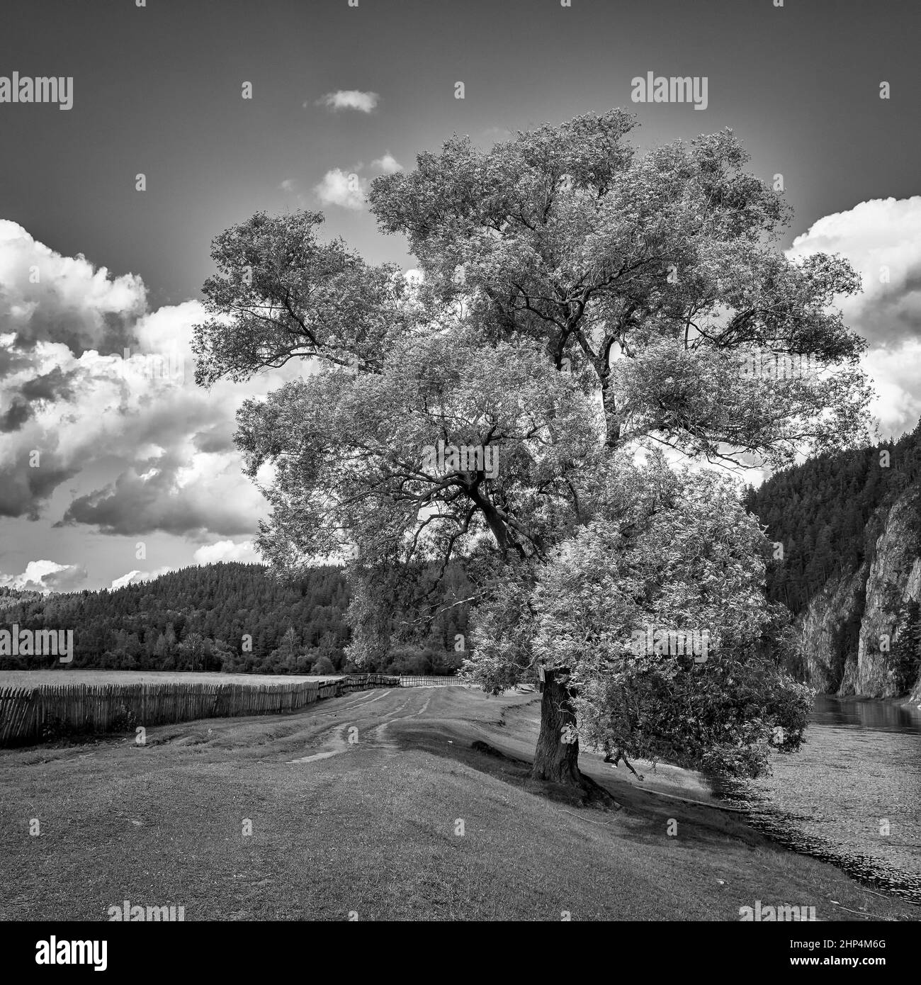 Landscape with lonely tree by mountain river black and white Stock ...